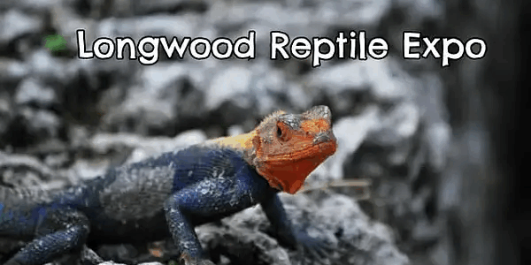 Basketball, Concerts, and… a Reptile Expo